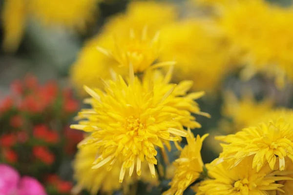 自然の背景に菊 — ストック写真