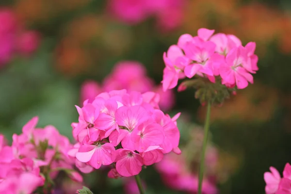 Canteiros de flores no jardim formal — Fotografia de Stock