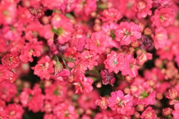 Arriates de flores en jardín formal —  Fotos de Stock