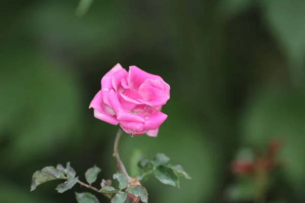 Łóżko kwiatu róży — Zdjęcie stockowe