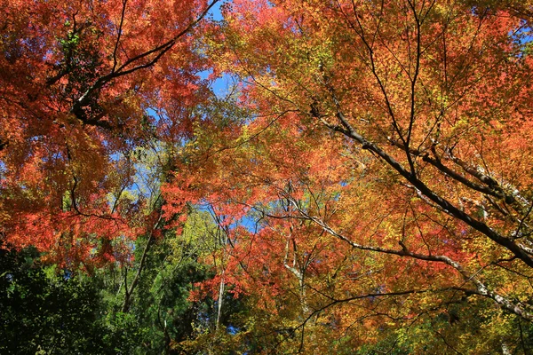 Colorato sfondo foglia d'acero in autunno, Osaka Giappone — Foto Stock