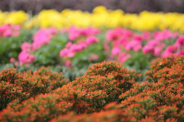 Blomsterrabatter i formell trädgård — Stockfoto