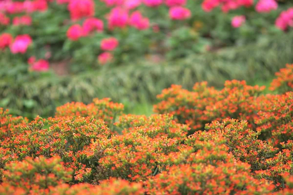 Aiuole in giardino formale — Foto Stock