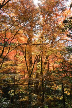 Renkli akçaağaç yaprağı arka planda sonbahar, Osaka Japonya