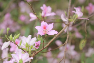 Bauhinia bahar doğa ile çiçekli