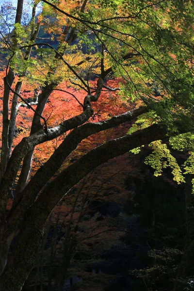 秋天的时候，日本大阪箕瀑布 — 图库照片