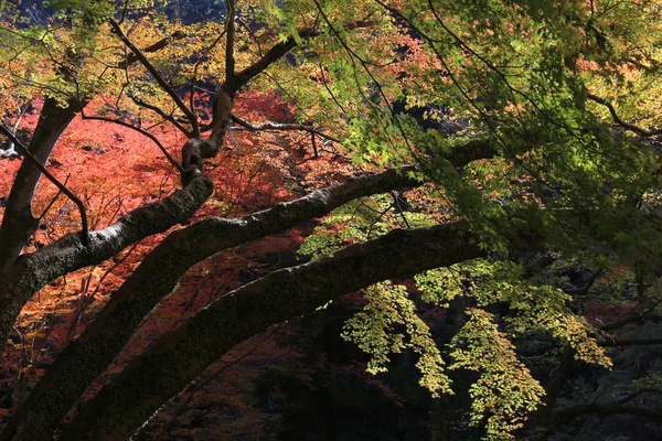 Wodospad Minoh w jesieni, Osaka, Japonia — Zdjęcie stockowe