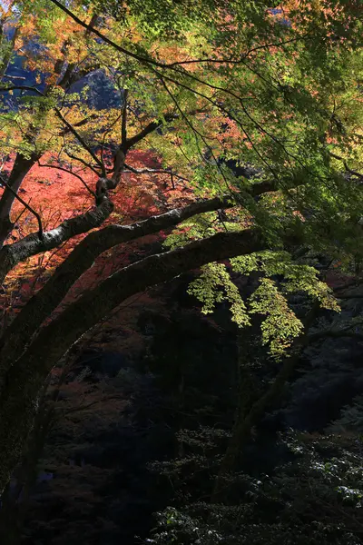 Minoh waterfall in autumn, Osaka, Japan — Stock Photo, Image