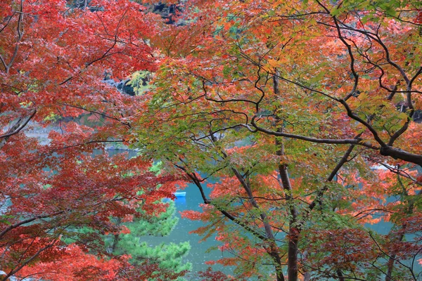 Feuilles d'automne d'Arashiyama — Photo