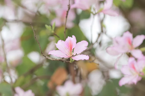 Bauhinia na jaře s květy s přírodou — Stock fotografie