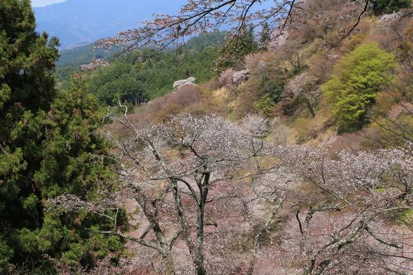 吉野樱花盛开 — 图库照片