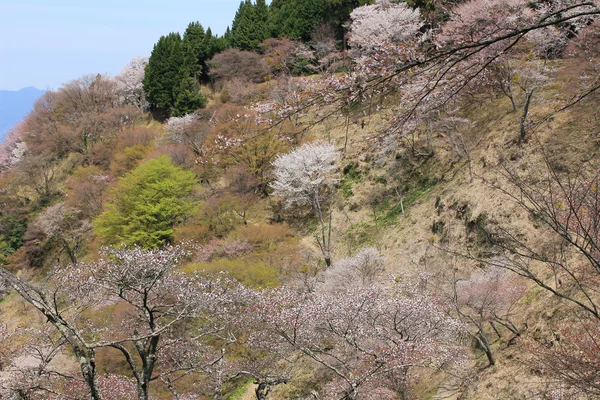 Цветение сакуры Ёсино — стоковое фото