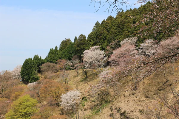 Yoshino Mikumari heiligdom, Yoshinoyama, Nara, — Stockfoto