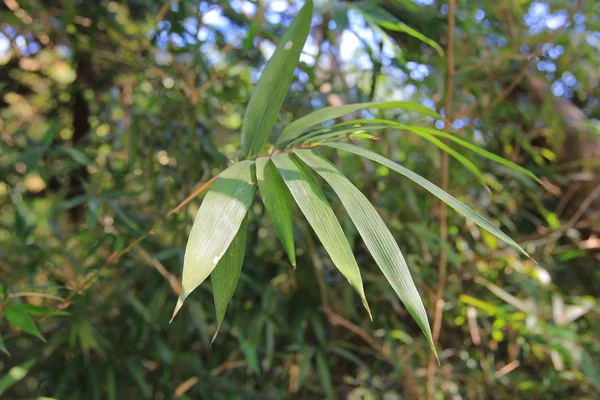 Die grüne Pflanze der Natur — Stockfoto