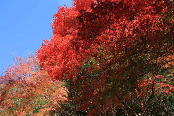 Kleurrijke esdoorn blad achtergrond in de herfst, Osaka-Japan — Stockfoto