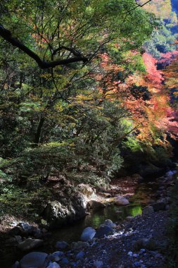 Renkli akçaağaç yaprağı arka planda sonbahar, Osaka Japonya