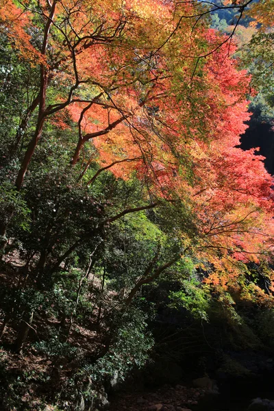 Tło klon kolorowy liść jesienią, Osaka, Japonia — Zdjęcie stockowe