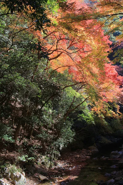 Fondo colorido de hojas de arce en otoño, Osaka Japón — Foto de Stock