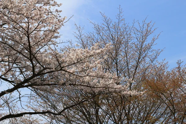 Santuario Yoshino Mikumari, Yoshinoyama, Nara , — Foto de Stock