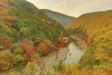 Arashiyama sonbahar yaprakları