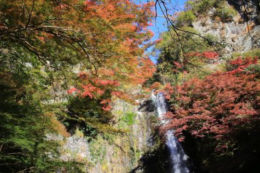 Bir şelale ile Japon maples Osaka.