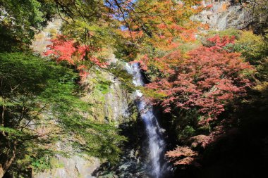 Minoh şelale Güz, Osaka, Japonya