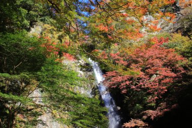 Bir şelale ile Japon maples Osaka.