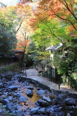 Renkli akçaağaç yaprağı arka planda sonbahar, Osaka Japonya