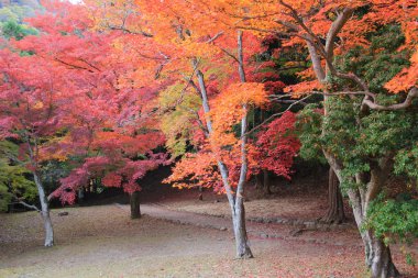 Arashiyama sonbahar yaprakları