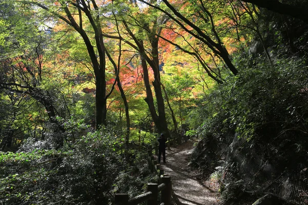 秋天的时候，日本大阪多彩枫叶叶背景 — 图库照片