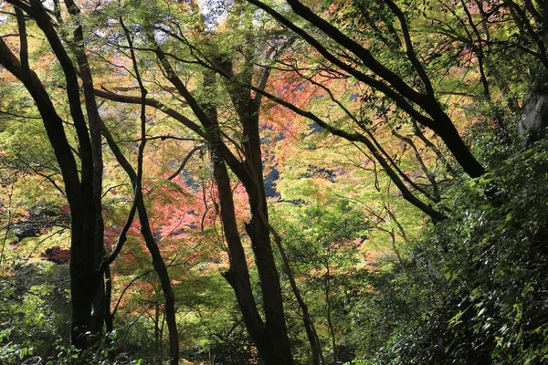 Водопад Мино осенью, Осака, Япония — стоковое фото