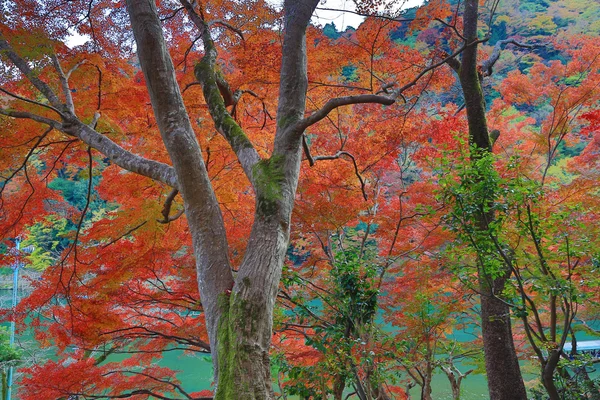 Jesienne liście Arashiyama — Zdjęcie stockowe