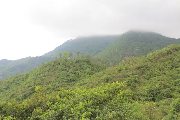 雾天在红柏乡村小道 — 图库照片