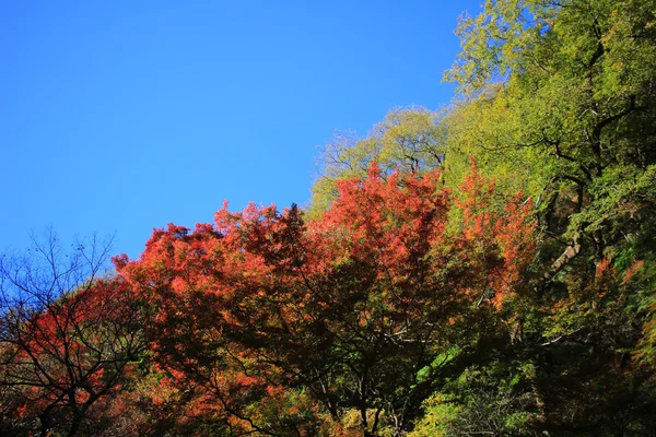 Farbenfroher Ahornblatt-Hintergrund im Herbst, osaka japan — Stockfoto