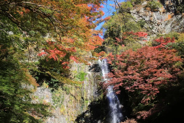 Bir şelale ile Japon maples Osaka.