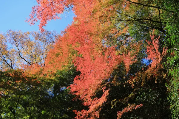 Cascada de Minoh en otoño, Osaka, Japón — Foto de Stock