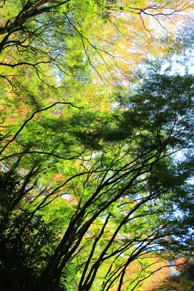 Wodospad Minoh w jesieni, Osaka, Japonia — Zdjęcie stockowe