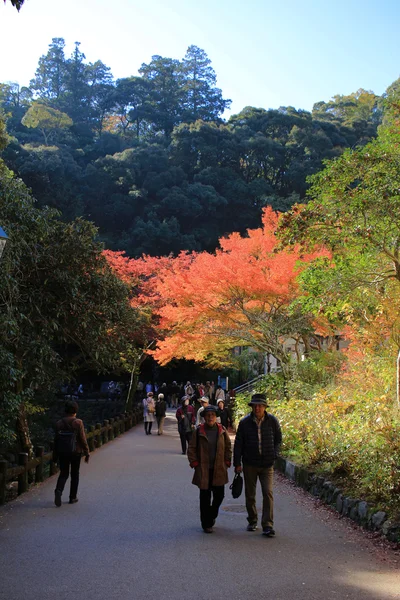 秋天的时候，日本大阪多彩枫叶叶背景 — 图库照片