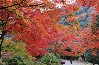 Arashiyama sonbahar yaprakları