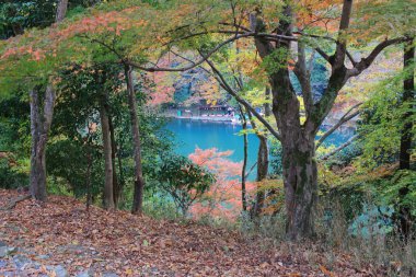 Arashiyama sonbahar yaprakları