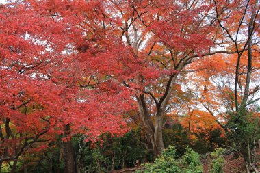 Arashiyama sonbahar yaprakları