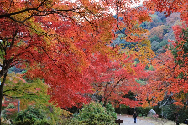 Foglie di autunno di Arashiyama — Foto Stock