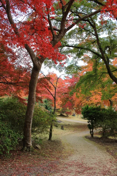 Folhas de outono de Arashiyama — Fotografia de Stock