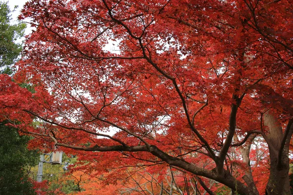 Autumn Leaves Of Arashiyama — Stock Photo, Image