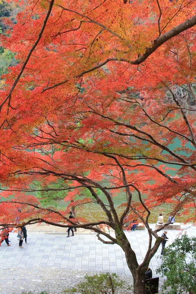 Autumn Leaves Of Arashiyama — Stock Photo, Image