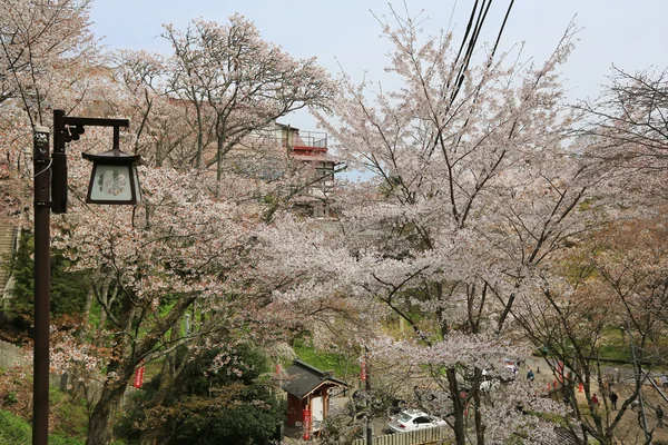 Yoshino cherry blossom in volle bloei — Stockfoto