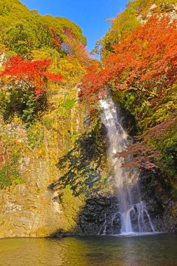 Bir şelale ile Japon maples Osaka.