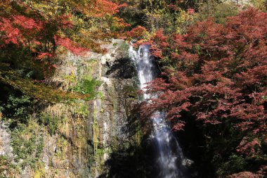 Bir şelale ile Japon maples Osaka.