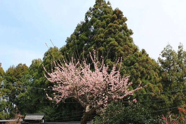 Yoshino Mikumari Tapınak, Yoshinoyama, Nara, Japonya — Stok fotoğraf