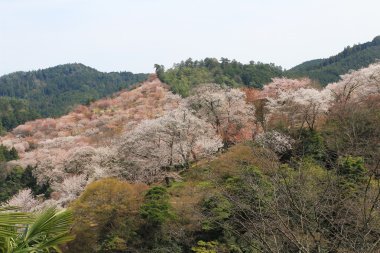  Yoshino kiraz çiçekleri